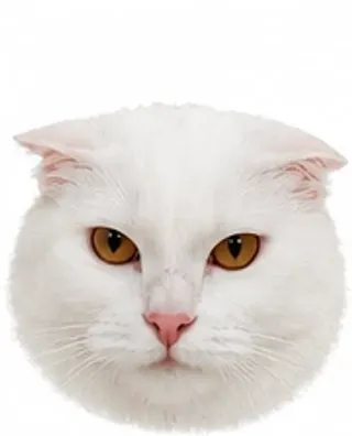 Picha's ears: flat against head