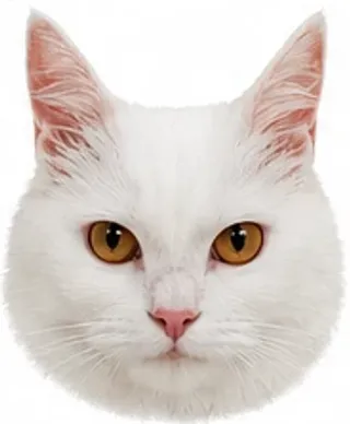 Picha's ears: forward