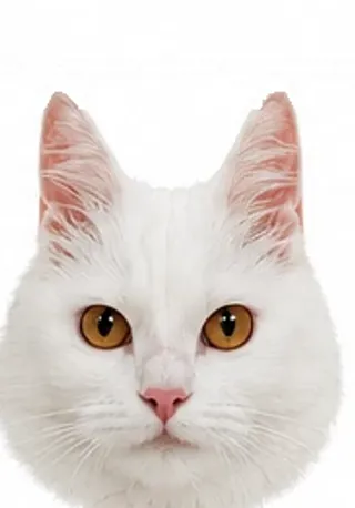 Picha's ears: high & tall