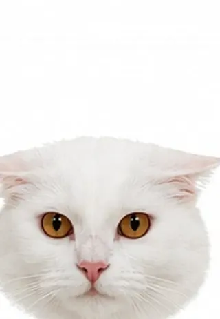 Picha's ears: low & wide