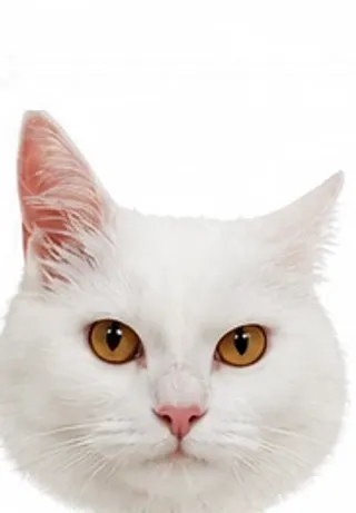 Picha's ears: one ear back