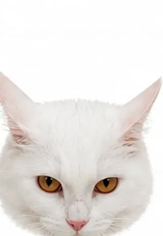 Picha's ears: predatory focus