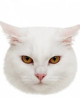 Picha's ears: sideways (airplane mode)