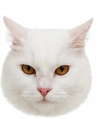 Picha's ears: slightly back