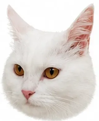 Picha's ears: swiveling