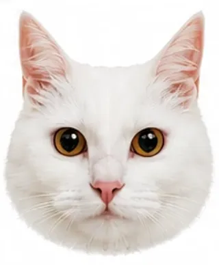 Picha's eyes: interested / alert