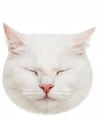 Picha's eyes: blink / eyes closed