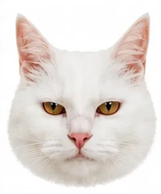Picha's eyes: narrowed / intense