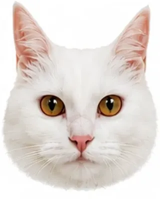 Picha's eyes: relaxed / neutral