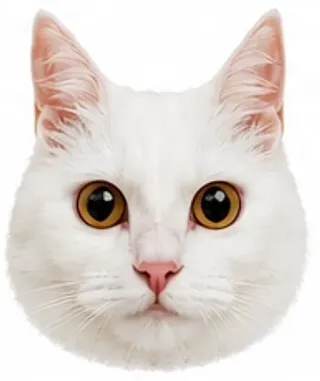 Picha's eyes: round / surprised
