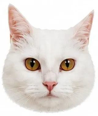 Picha's eyes: suspicious / cautious