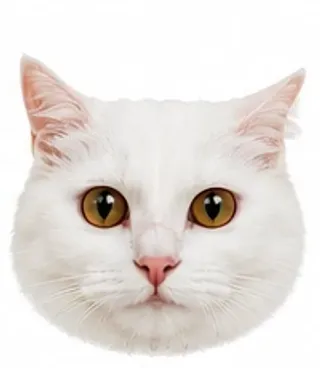 Picha's eyes: unequal pupils