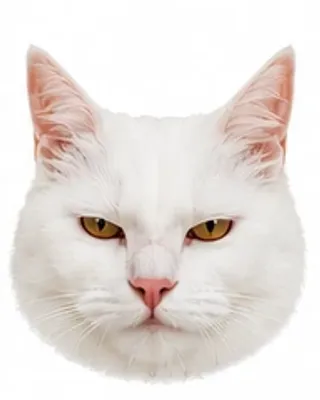 Picha's eyes: very narrow / agitated