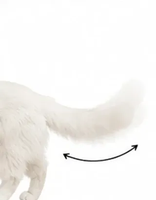 Picha's tail: flicking