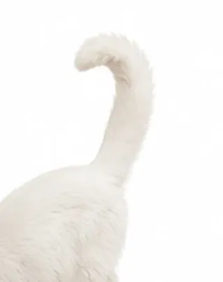 Picha's tail: gentle curve