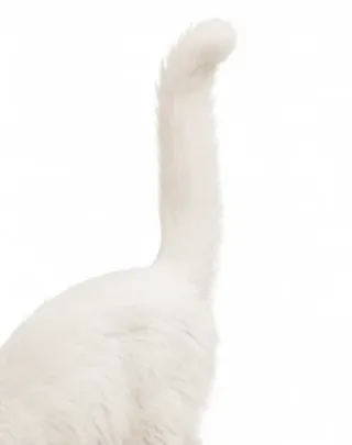 Picha's tail: held high