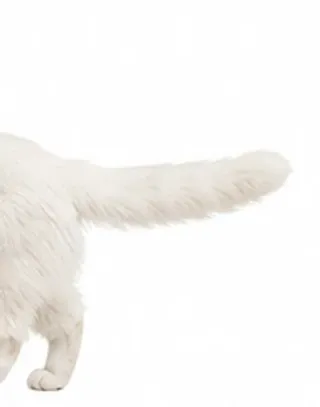 Picha's tail: horizontal