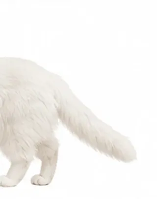 Picha's tail: low / relaxed