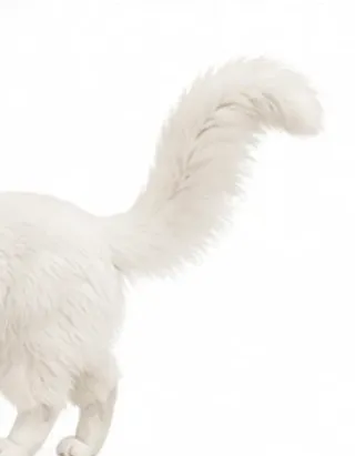 Picha's tail: puffed with curve
