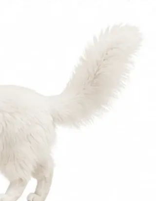 Picha's tail: puffed up