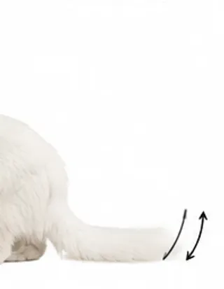 Picha's tail: thumping