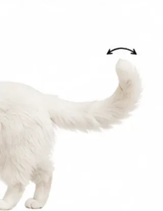 Picha's tail: tip twitching