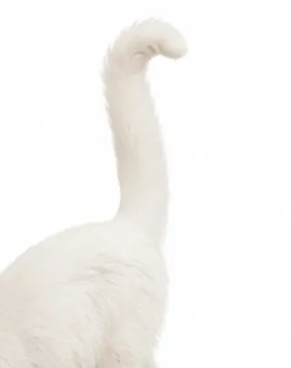 Picha's tail: upright with tip curved